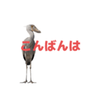 ハシビロコウ J（個別スタンプ：21）
