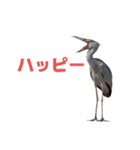 ハシビロコウ J（個別スタンプ：22）