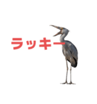 ハシビロコウ J（個別スタンプ：27）