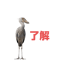 ハシビロコウ J（個別スタンプ：31）
