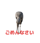 ハシビロコウ J（個別スタンプ：33）