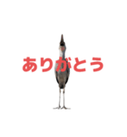 ハシビロコウ J（個別スタンプ：35）