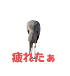 ハシビロコウ J（個別スタンプ：38）