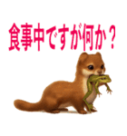 よく使う言葉（オコジョ編）（個別スタンプ：13）