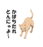 広島弁の猫にゃけん♪【方言・訛り・安芸】（個別スタンプ：32）
