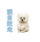 四角い頭のビションフリーゼ（個別スタンプ：6）