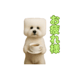 四角い頭のビションフリーゼ（個別スタンプ：7）