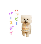 四角い頭のビションフリーゼ（個別スタンプ：9）