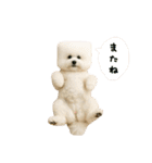 四角い頭のビションフリーゼ（個別スタンプ：17）