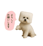 四角い頭のビションフリーゼ（個別スタンプ：22）