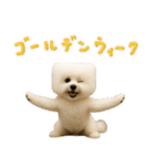 四角い頭のビションフリーゼ（個別スタンプ：30）