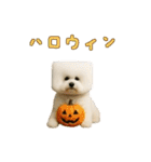 四角い頭のビションフリーゼ（個別スタンプ：36）