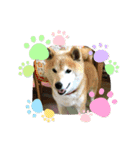 柴犬はるver9（個別スタンプ：1）