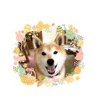 柴犬はるver9（個別スタンプ：2）