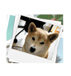 柴犬はるver9（個別スタンプ：3）