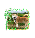柴犬はるver9（個別スタンプ：4）
