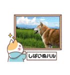 柴犬はるver9（個別スタンプ：5）