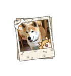 柴犬はるver9（個別スタンプ：6）
