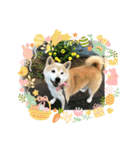 柴犬はるver9（個別スタンプ：7）