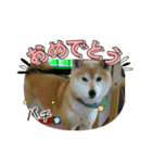 柴犬はるver9（個別スタンプ：8）