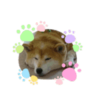 柴犬はるver9（個別スタンプ：9）
