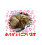 柴犬はるver9（個別スタンプ：10）