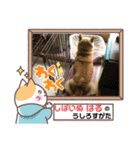柴犬はるver9（個別スタンプ：11）