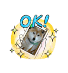 柴犬はるver9（個別スタンプ：12）