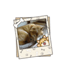 柴犬はるver9（個別スタンプ：14）