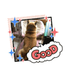 柴犬はるver9（個別スタンプ：15）