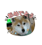 柴犬はるver9（個別スタンプ：16）