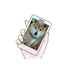 柴犬はるver9（個別スタンプ：18）