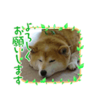 柴犬はるver9（個別スタンプ：19）
