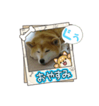 柴犬はるver9（個別スタンプ：20）
