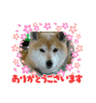 柴犬はるver9（個別スタンプ：21）