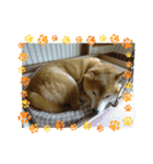 柴犬はるver9（個別スタンプ：22）