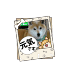 柴犬はるver9（個別スタンプ：24）