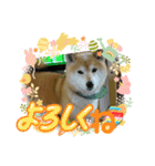 柴犬はるver9（個別スタンプ：26）