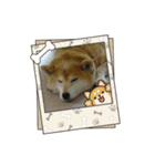 柴犬はるver9（個別スタンプ：27）