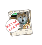 柴犬はるver9（個別スタンプ：28）
