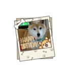 柴犬はるver9（個別スタンプ：29）