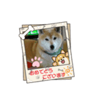 柴犬はるver9（個別スタンプ：30）