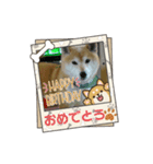 柴犬はるver9（個別スタンプ：31）