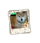 柴犬はるver9（個別スタンプ：32）