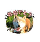 柴犬はるver9（個別スタンプ：33）