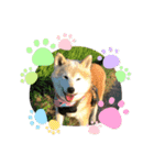 柴犬はるver9（個別スタンプ：34）