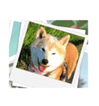 柴犬はるver9（個別スタンプ：35）