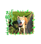 柴犬はるver9（個別スタンプ：36）