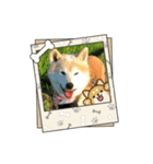 柴犬はるver9（個別スタンプ：37）
