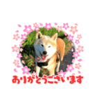 柴犬はるver9（個別スタンプ：38）
